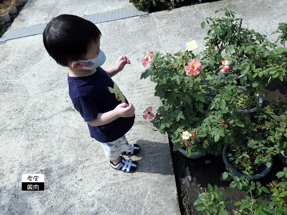 台灣北部花市推薦 | 【上田休閒花市】園藝用品多 花卉種類多 價格親民 - 老皮嫩肉的流水帳生活