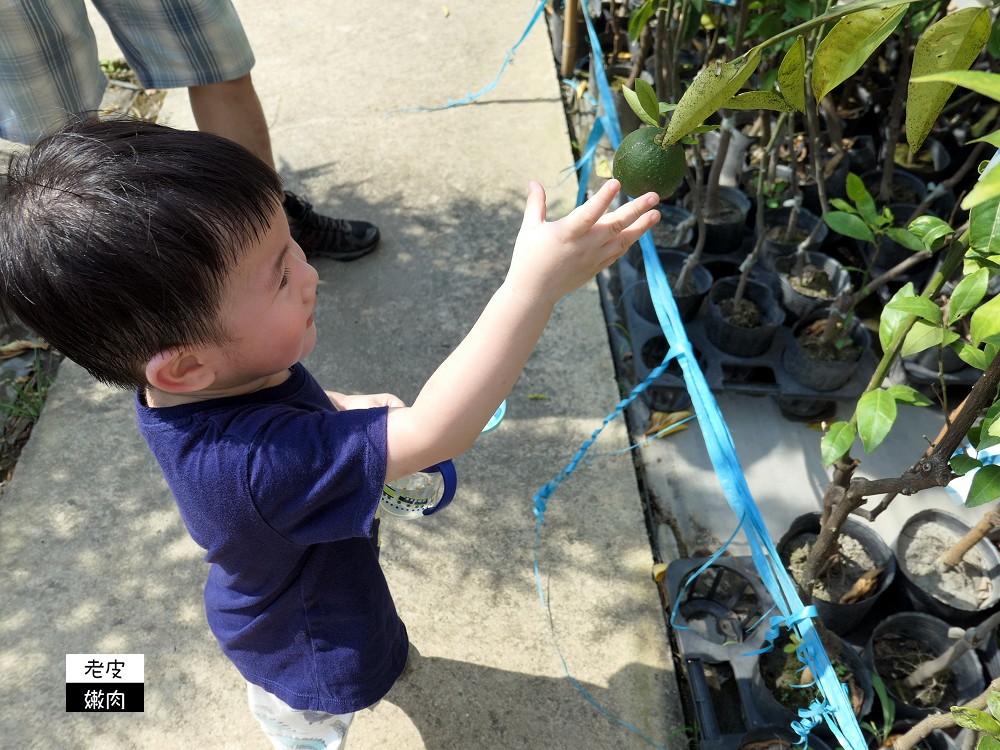 台灣北部花市推薦 | 【上田休閒花市】園藝用品多 花卉種類多 價格親民 - 老皮嫩肉的流水帳生活