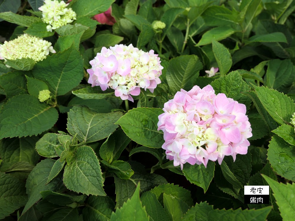 台灣北部花市推薦 | 【上田休閒花市】園藝用品多 花卉種類多 價格親民 - 老皮嫩肉的流水帳生活