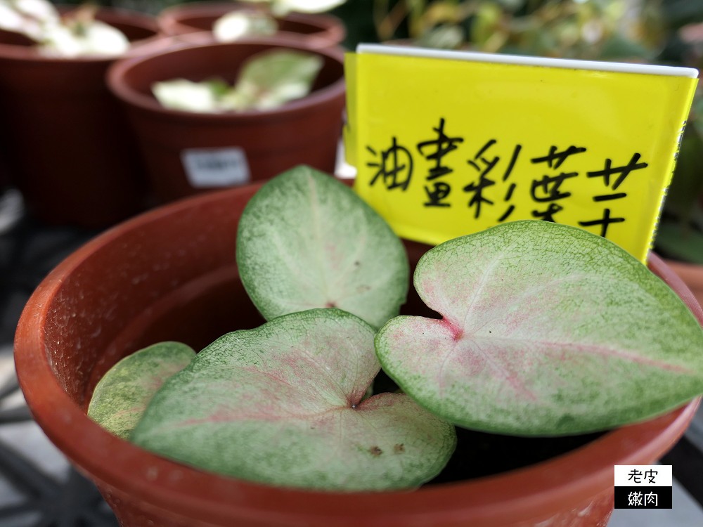 台灣北部花市推薦 | 【上田休閒花市】園藝用品多 花卉種類多 價格親民 - 老皮嫩肉的流水帳生活