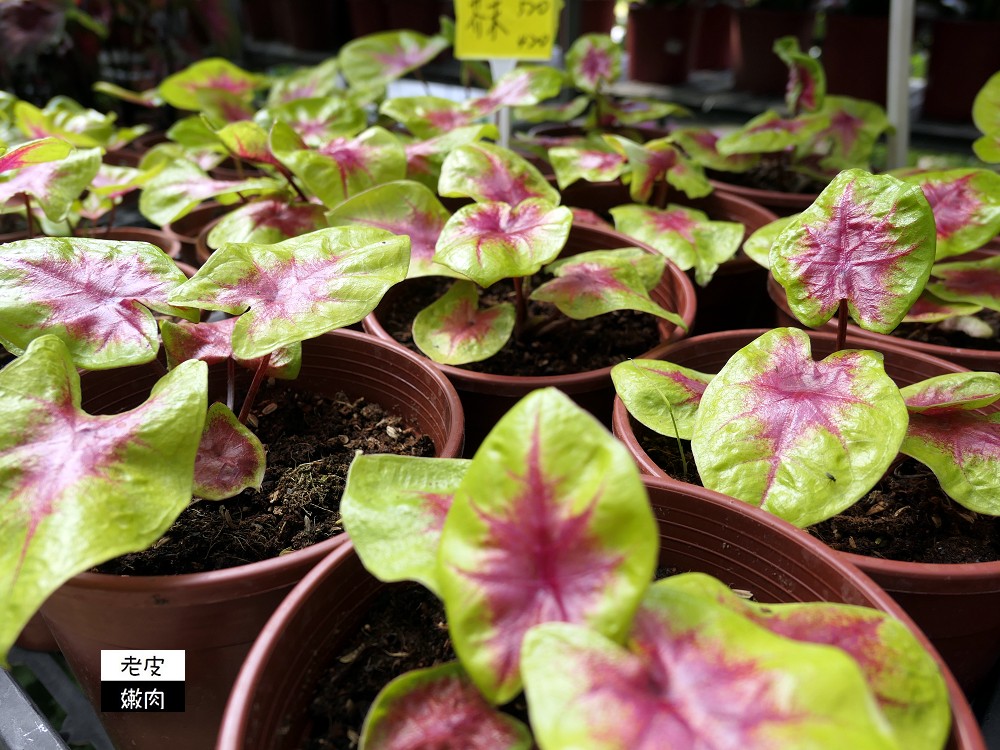 台灣北部花市推薦 | 【上田休閒花市】園藝用品多 花卉種類多 價格親民 - 老皮嫩肉的流水帳生活