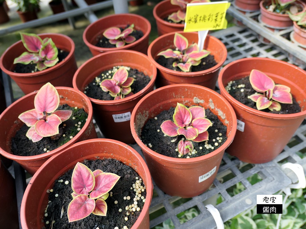 台灣北部花市推薦 | 【上田休閒花市】園藝用品多 花卉種類多 價格親民 - 老皮嫩肉的流水帳生活