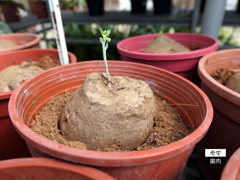 台灣北部花市推薦 | 【上田休閒花市】園藝用品多 花卉種類多 價格親民 - 老皮嫩肉的流水帳生活