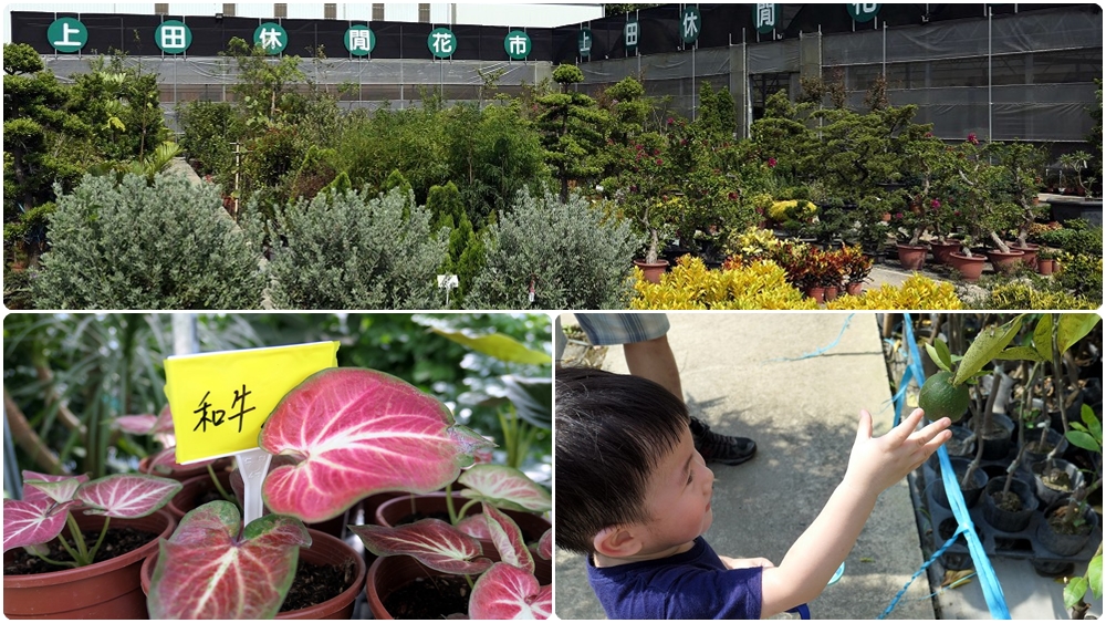 台灣北部花市推薦 | 【上田休閒花市】園藝用品多 花卉種類多 價格親民 - 老皮嫩肉的流水帳生活