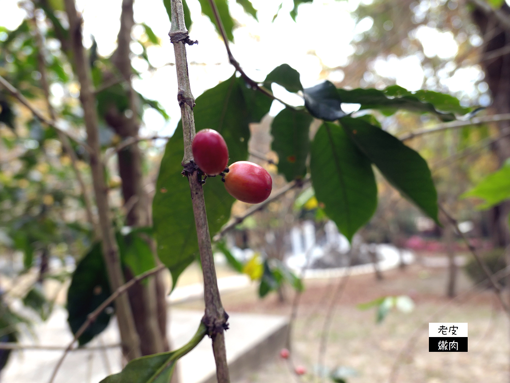 南投山區住宿 | 享受大自然芬多精的【泰雅渡假村】泰雅皇宮主題飯店 小木屋 五行湯屋 免費溫泉 自然生態導覽 - 老皮嫩肉的流水帳生活