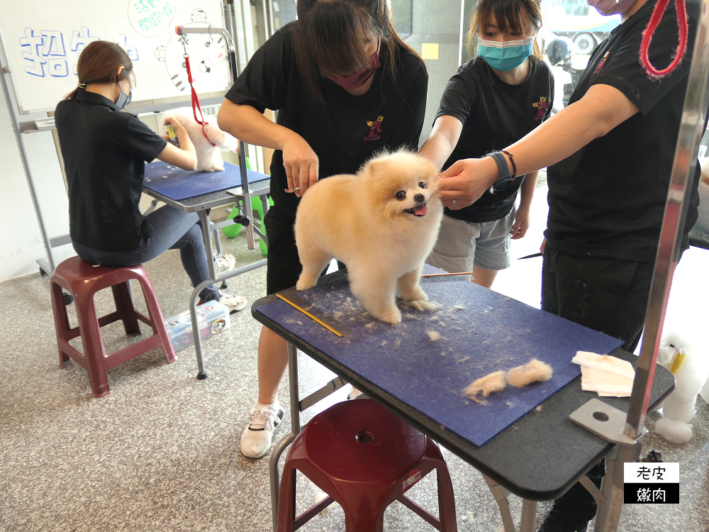 台中寵物美容證照進修推薦|【帝大愛犬美容學院-台中分院】染色造型美容 - 老皮嫩肉的流水帳生活