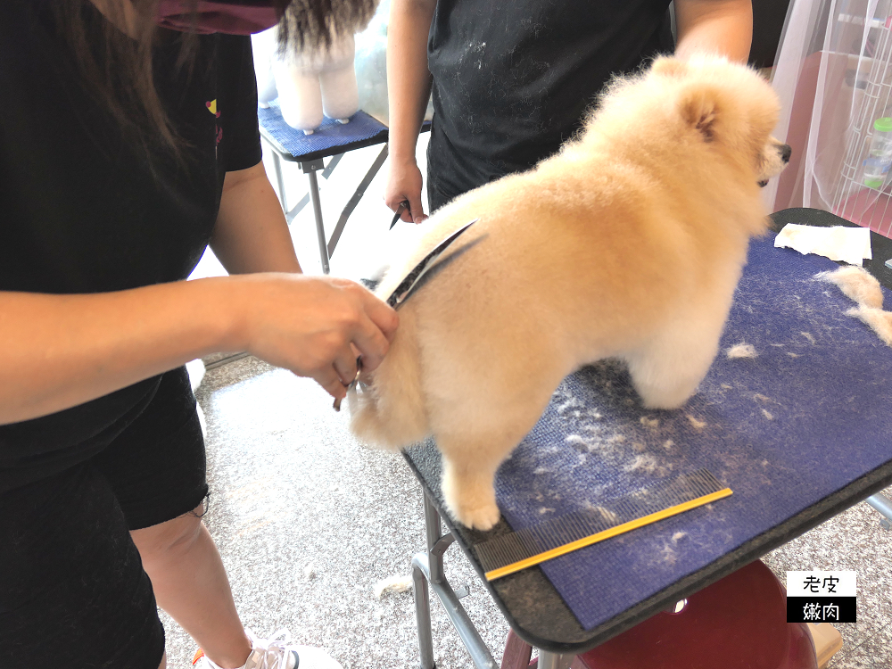 台中寵物美容證照進修推薦|【帝大愛犬美容學院-台中分院】染色造型美容 - 老皮嫩肉的流水帳生活