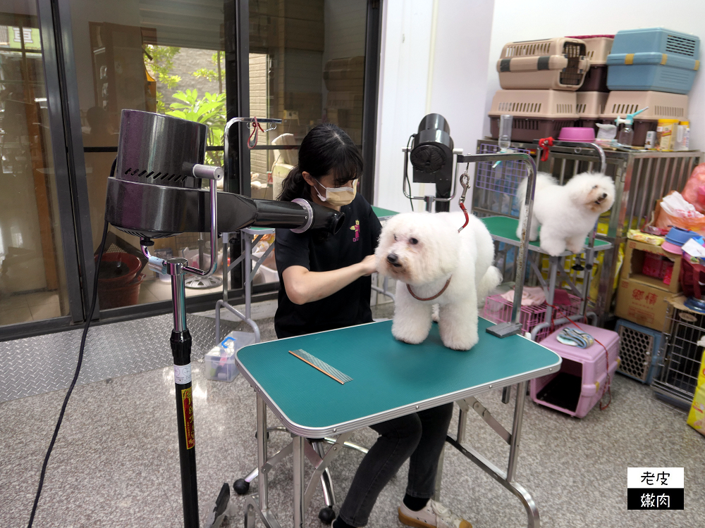 台中寵物美容證照進修推薦|【帝大愛犬美容學院-台中分院】染色造型美容 - 老皮嫩肉的流水帳生活