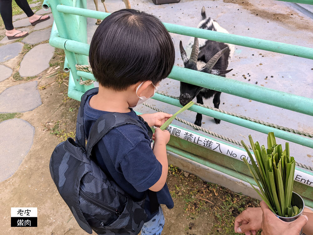 北部超大親子寵物餐廳-卡菲努努親子寵物餐廳| 餵梅花鹿 玩沙坑 - 老皮嫩肉的流水帳生活