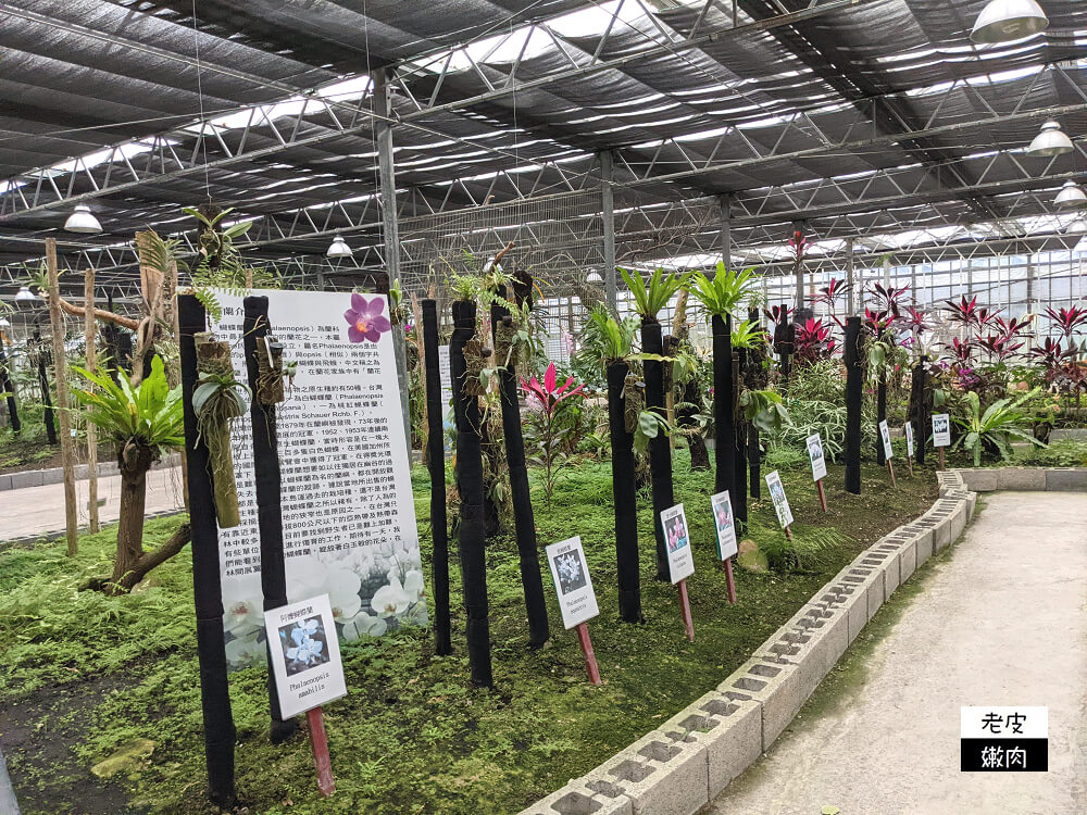 礁溪親子景點|【金車礁溪蘭園】不只賞花 還可跟狐獴、水豚君近距離互動 - 老皮嫩肉的流水帳生活