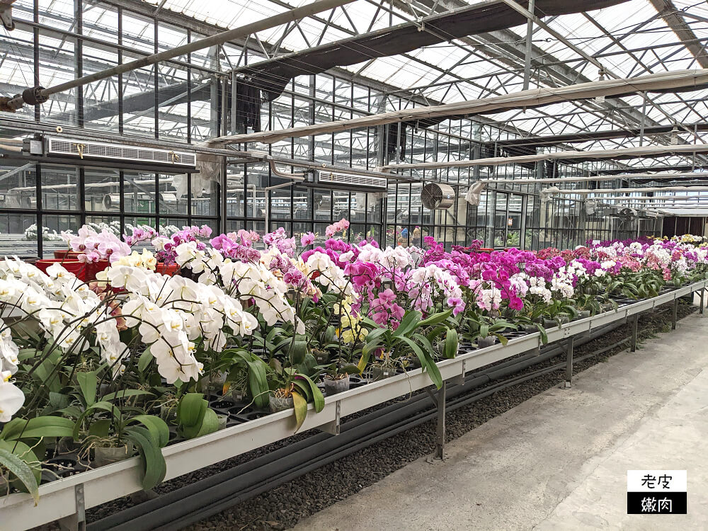 礁溪親子景點|【金車礁溪蘭園】不只賞花 還可跟狐獴、水豚君近距離互動 - 老皮嫩肉的流水帳生活