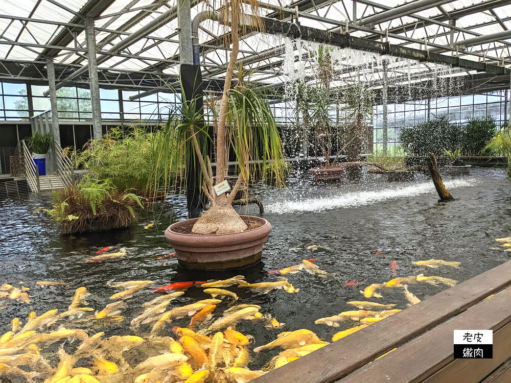 礁溪親子景點|【金車礁溪蘭園】不只賞花 還可跟狐獴、水豚君近距離互動 - 老皮嫩肉的流水帳生活