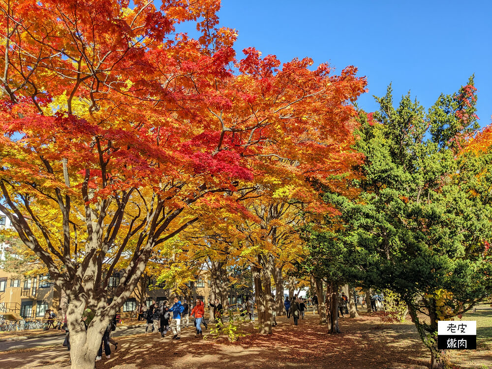 北海道景點|銀杏樹蔭大道美翻天的【北海道大學】 - 老皮嫩肉的流水帳生活