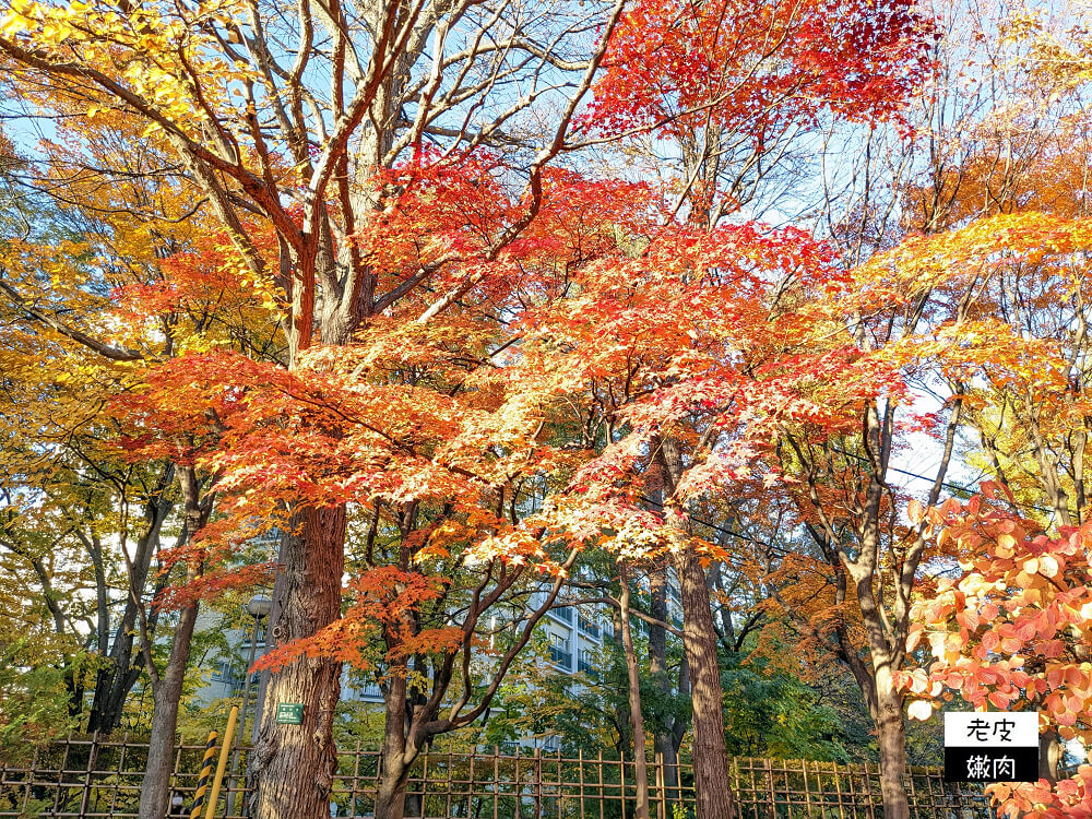 札幌景點推薦|櫻花、銀杏、楓葉，擁有四季色彩的都市公園【中島公園】 - 老皮嫩肉的流水帳生活