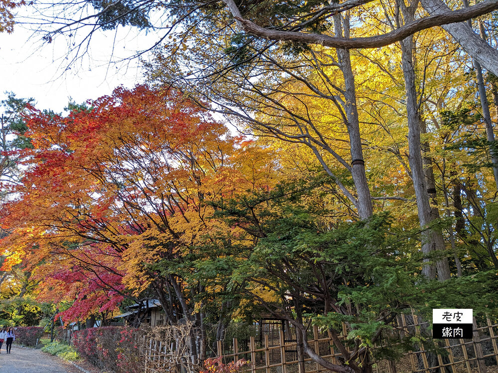 札幌景點推薦|櫻花、銀杏、楓葉，擁有四季色彩的都市公園【中島公園】 - 老皮嫩肉的流水帳生活