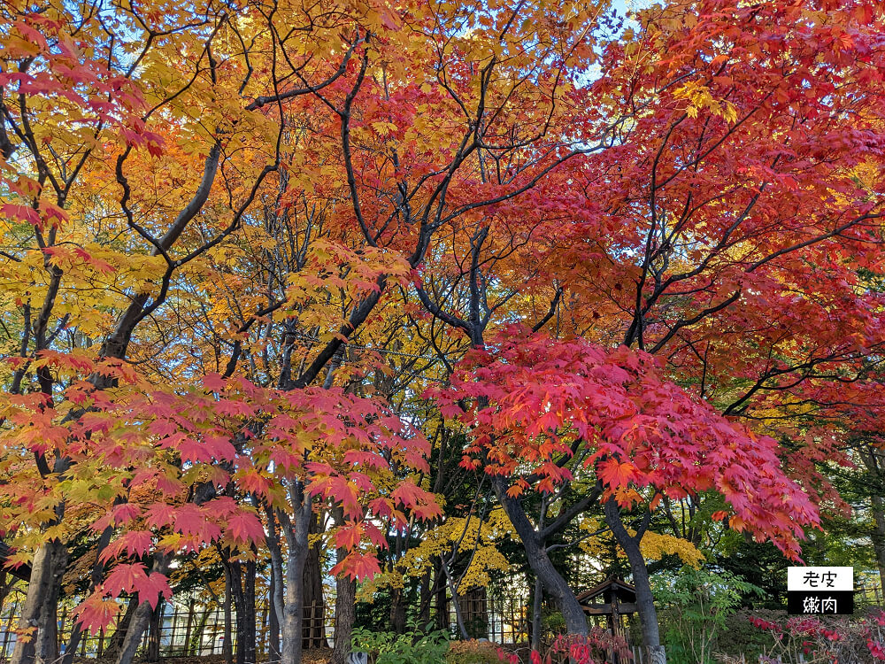 札幌景點推薦|櫻花、銀杏、楓葉，擁有四季色彩的都市公園【中島公園】 - 老皮嫩肉的流水帳生活