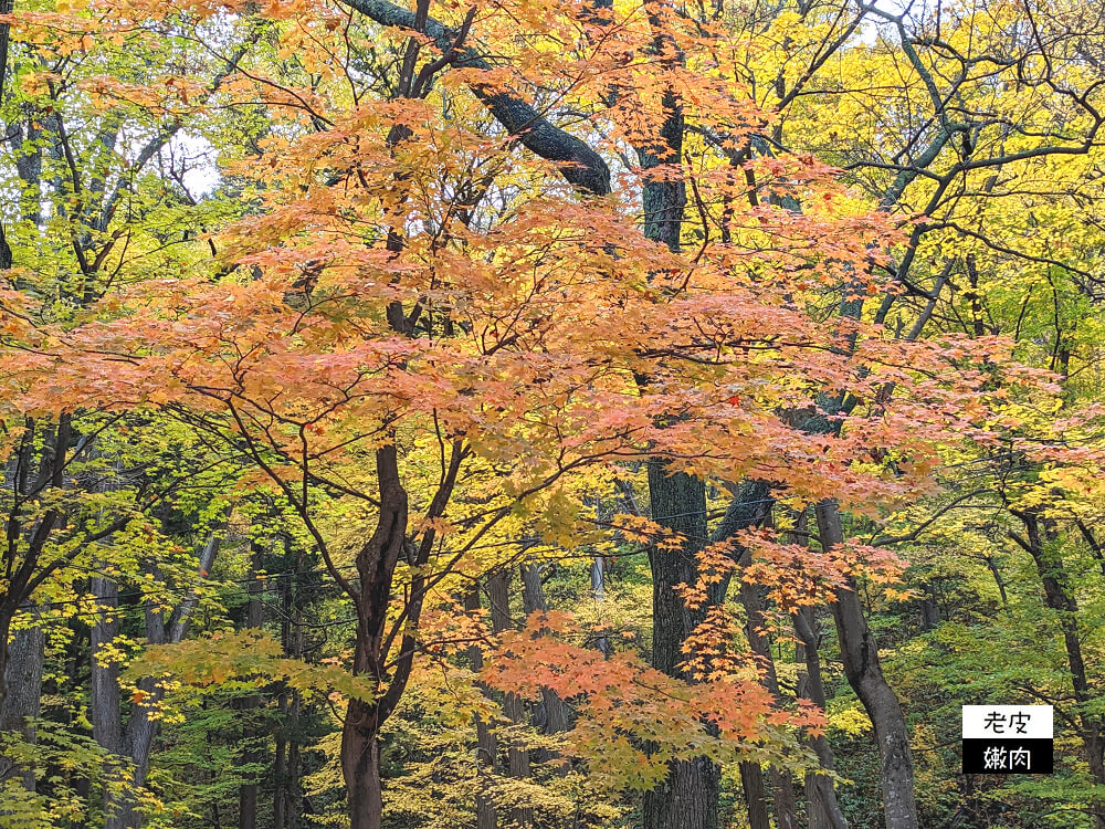 札幌必去景點|四季分明 北海道第一大神社【北海道神宮】2023開放時間 - 老皮嫩肉的流水帳生活