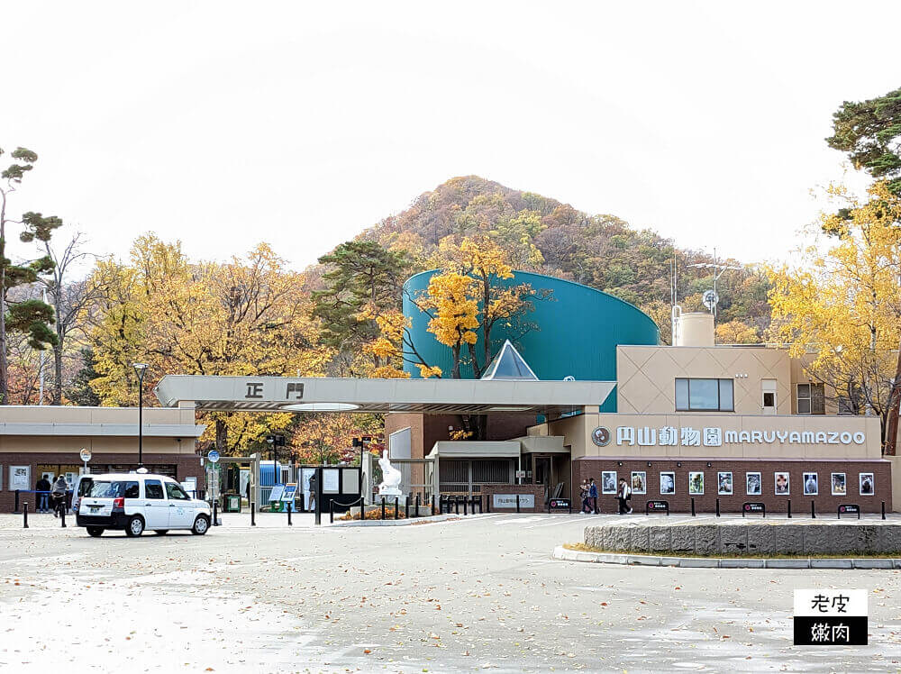 札幌親子景點推薦|札幌【圓山動物園】有北極熊 可愛浣熊 還有遊具可以玩 - 老皮嫩肉的流水帳生活