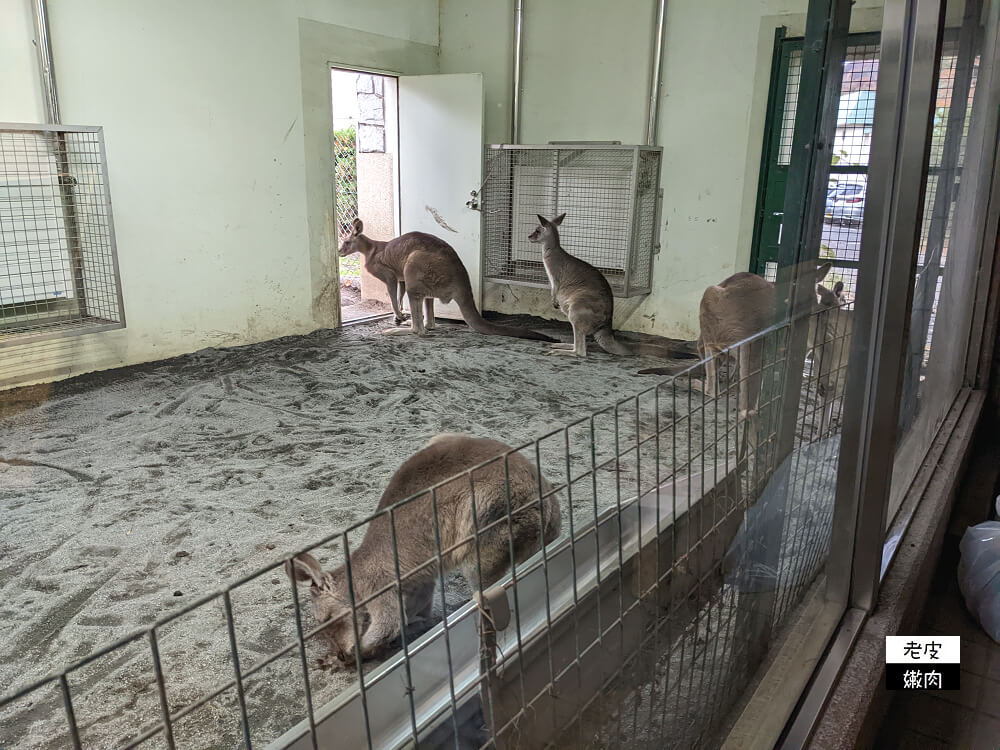 札幌親子景點推薦|札幌【圓山動物園】有北極熊 可愛浣熊 還有遊具可以玩 - 老皮嫩肉的流水帳生活