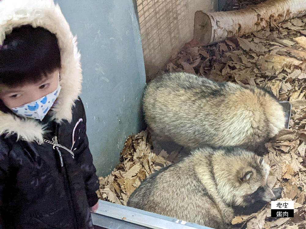 札幌親子景點推薦|札幌【圓山動物園】有北極熊 可愛浣熊 還有遊具可以玩 - 老皮嫩肉的流水帳生活