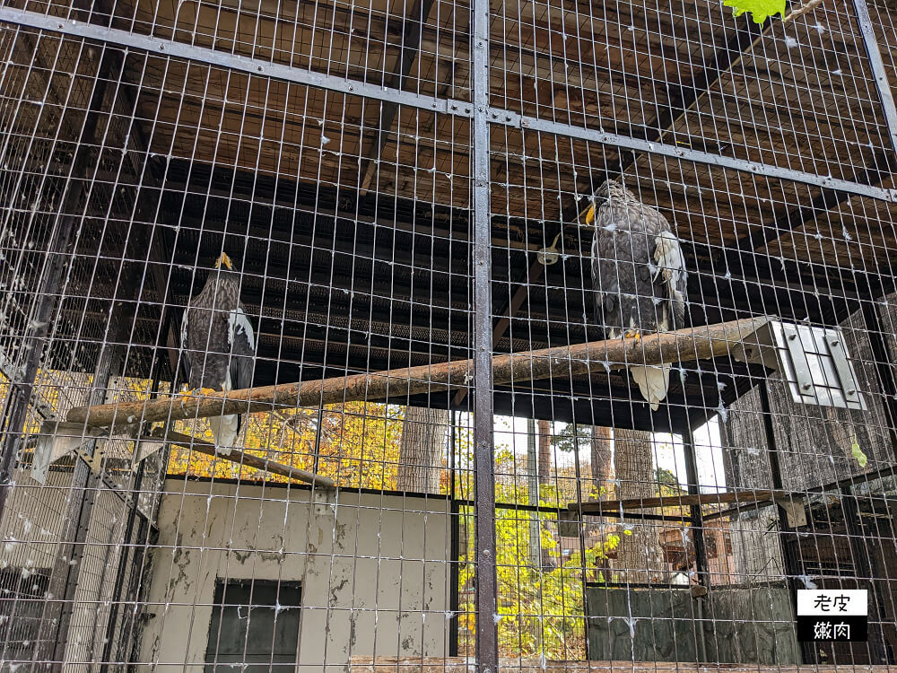 札幌親子景點推薦|札幌【圓山動物園】有北極熊 可愛浣熊 還有遊具可以玩 - 老皮嫩肉的流水帳生活