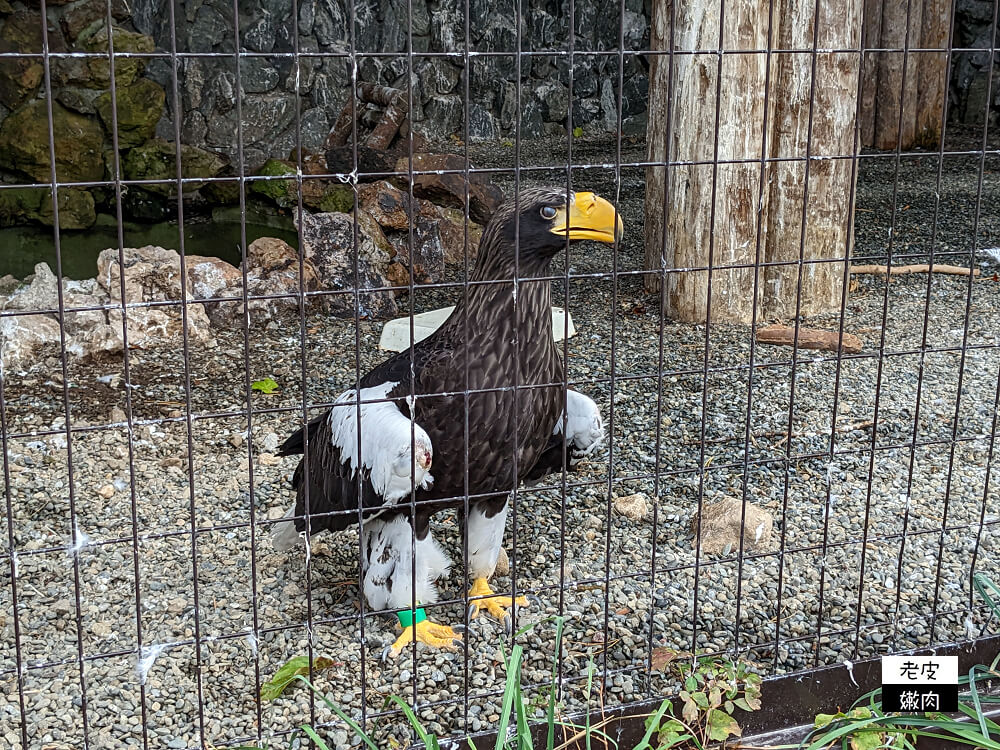 札幌親子景點推薦|札幌【圓山動物園】有北極熊 可愛浣熊 還有遊具可以玩 - 老皮嫩肉的流水帳生活