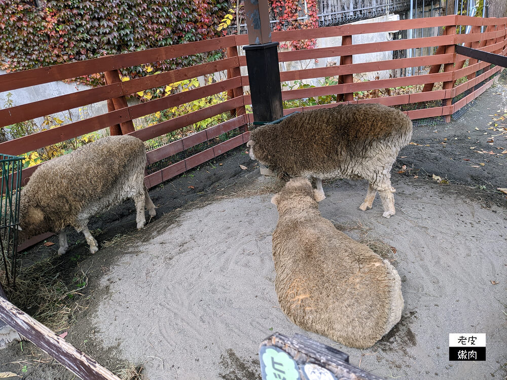 札幌親子景點推薦|札幌【圓山動物園】有北極熊 可愛浣熊 還有遊具可以玩 - 老皮嫩肉的流水帳生活