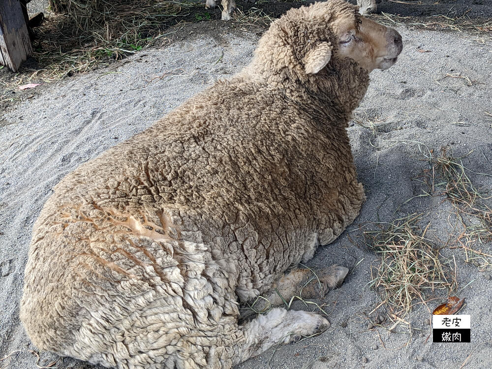 札幌親子景點推薦|札幌【圓山動物園】有北極熊 可愛浣熊 還有遊具可以玩 - 老皮嫩肉的流水帳生活