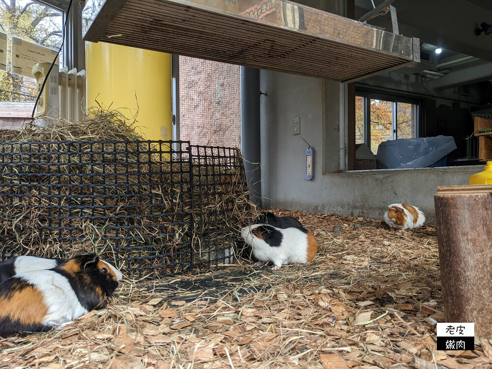 札幌親子景點推薦|札幌【圓山動物園】有北極熊 可愛浣熊 還有遊具可以玩 - 老皮嫩肉的流水帳生活