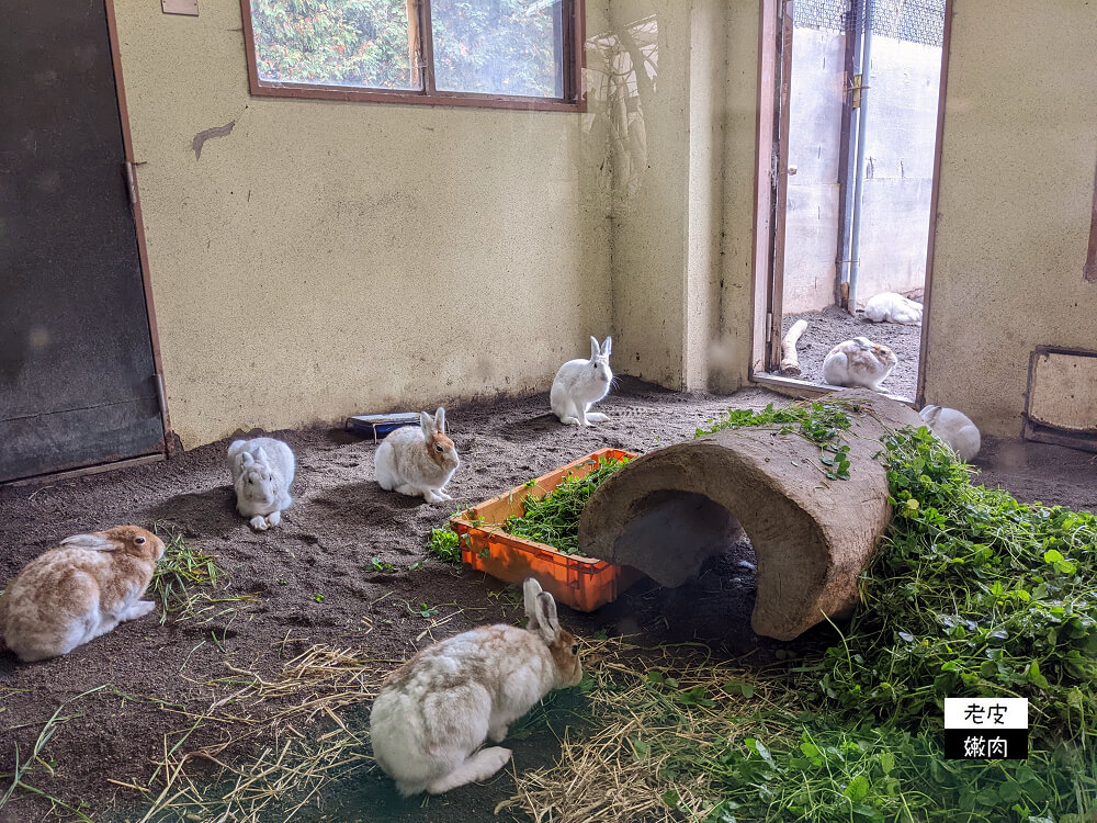 札幌親子景點推薦|札幌【圓山動物園】有北極熊 可愛浣熊 還有遊具可以玩 - 老皮嫩肉的流水帳生活