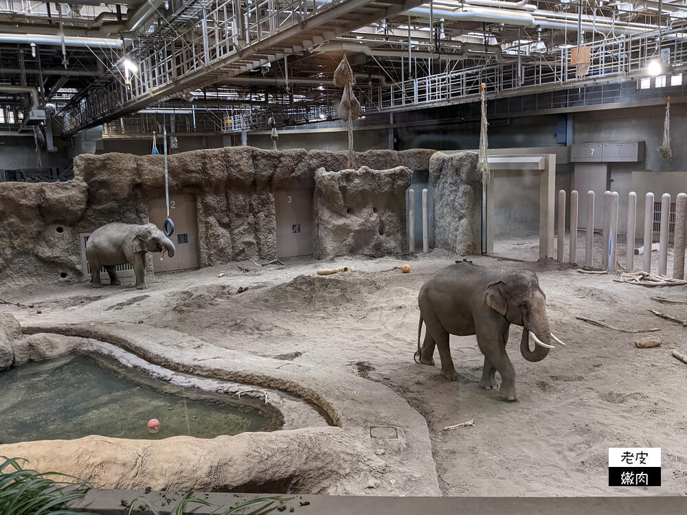 札幌親子景點推薦|札幌【圓山動物園】有北極熊 可愛浣熊 還有遊具可以玩 - 老皮嫩肉的流水帳生活