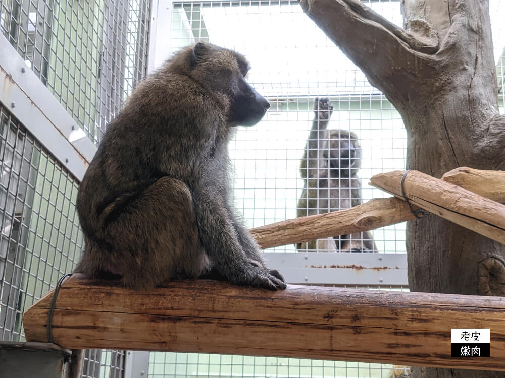 札幌親子景點推薦|札幌【圓山動物園】有北極熊 可愛浣熊 還有遊具可以玩 - 老皮嫩肉的流水帳生活