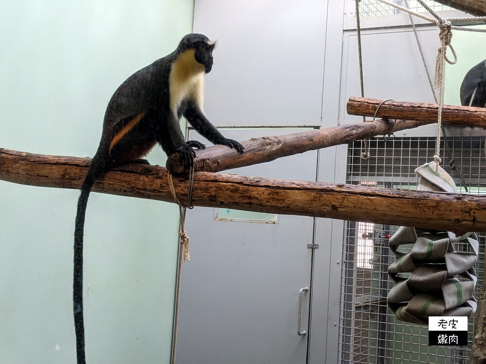 札幌親子景點推薦|札幌【圓山動物園】有北極熊 可愛浣熊 還有遊具可以玩 - 老皮嫩肉的流水帳生活