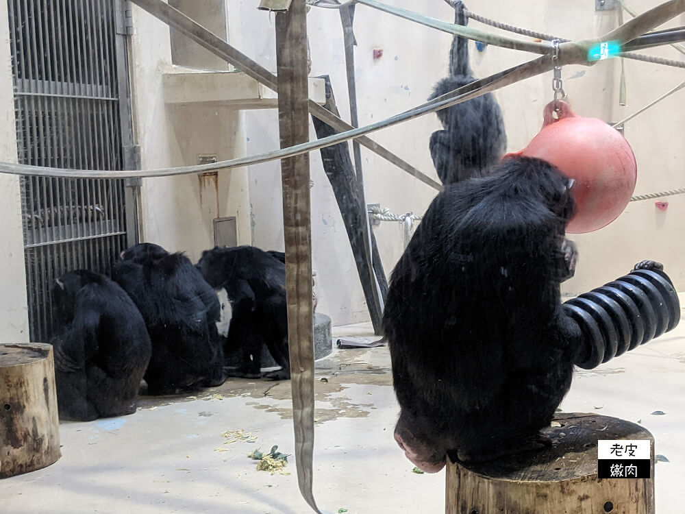 札幌親子景點推薦|札幌【圓山動物園】有北極熊 可愛浣熊 還有遊具可以玩 - 老皮嫩肉的流水帳生活