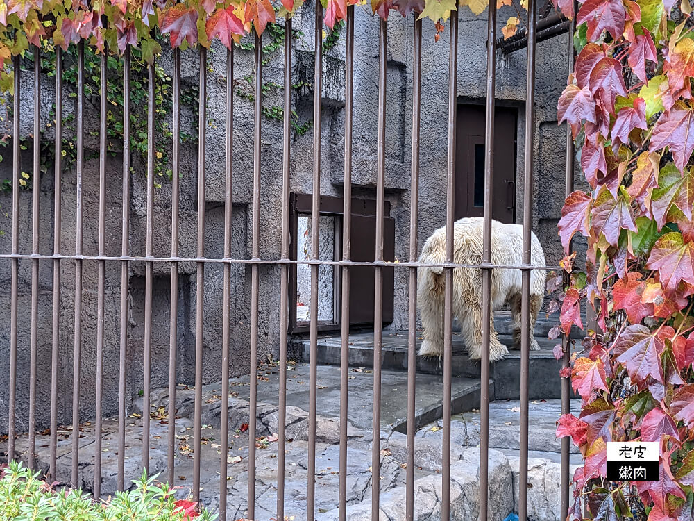 札幌親子景點推薦|札幌【圓山動物園】有北極熊 可愛浣熊 還有遊具可以玩 - 老皮嫩肉的流水帳生活