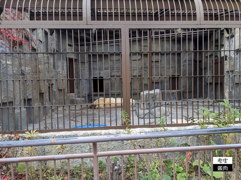 札幌親子景點推薦|札幌【圓山動物園】有北極熊 可愛浣熊 還有遊具可以玩 - 老皮嫩肉的流水帳生活