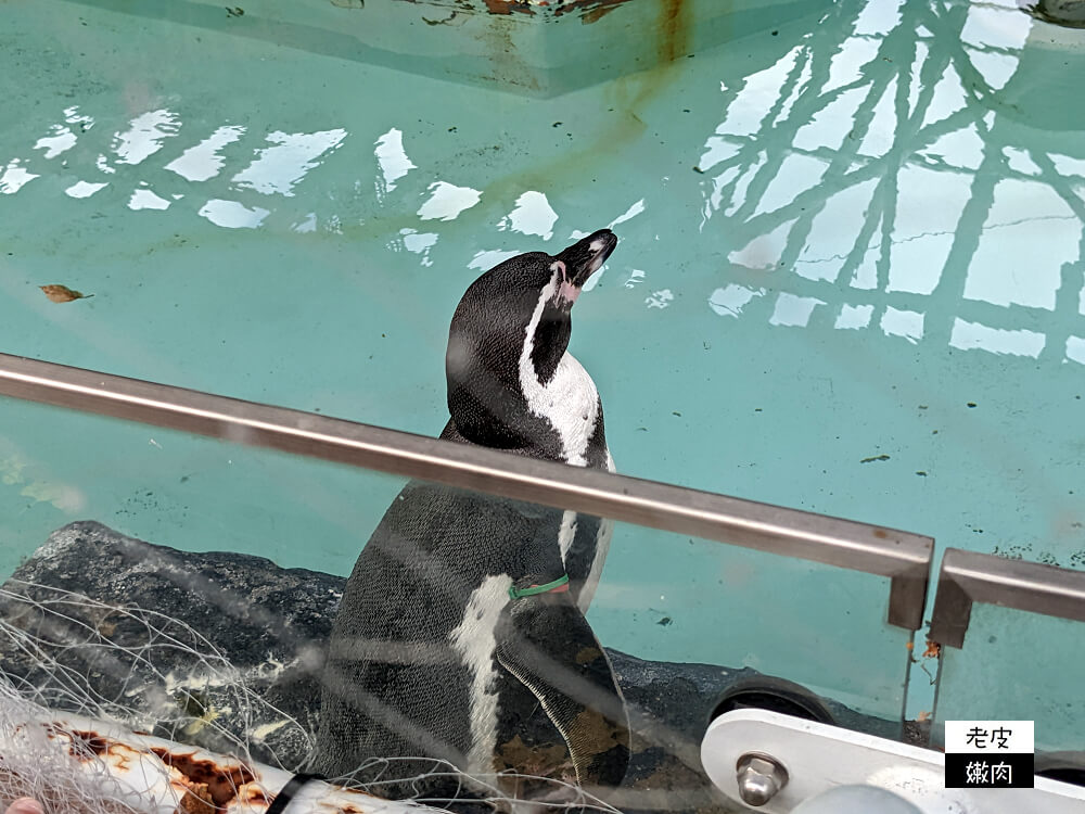 札幌親子景點推薦|札幌【圓山動物園】有北極熊 可愛浣熊 還有遊具可以玩 - 老皮嫩肉的流水帳生活