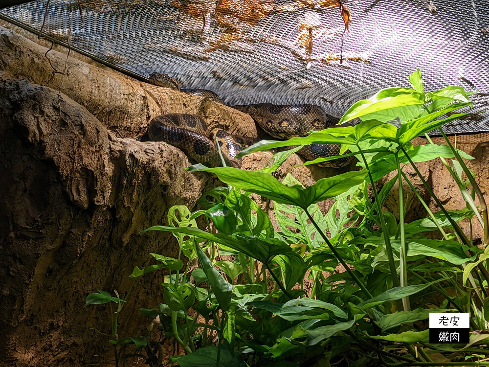 札幌親子景點推薦|札幌【圓山動物園】有北極熊 可愛浣熊 還有遊具可以玩 - 老皮嫩肉的流水帳生活