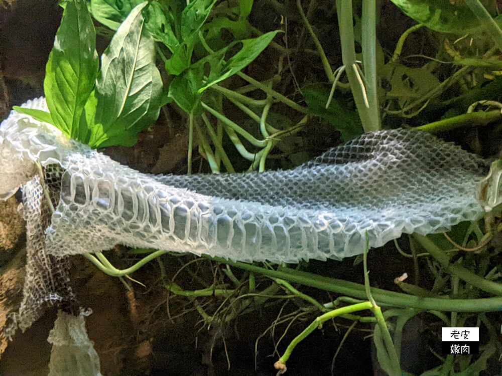 札幌親子景點推薦|札幌【圓山動物園】有北極熊 可愛浣熊 還有遊具可以玩 - 老皮嫩肉的流水帳生活