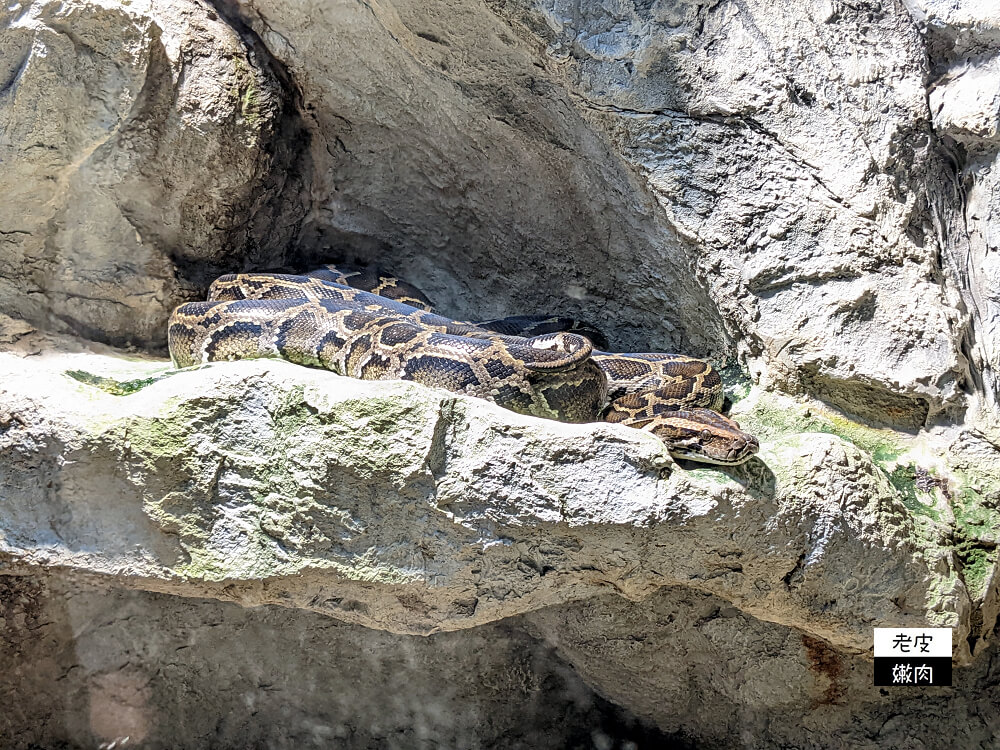 札幌親子景點推薦|札幌【圓山動物園】有北極熊 可愛浣熊 還有遊具可以玩 - 老皮嫩肉的流水帳生活