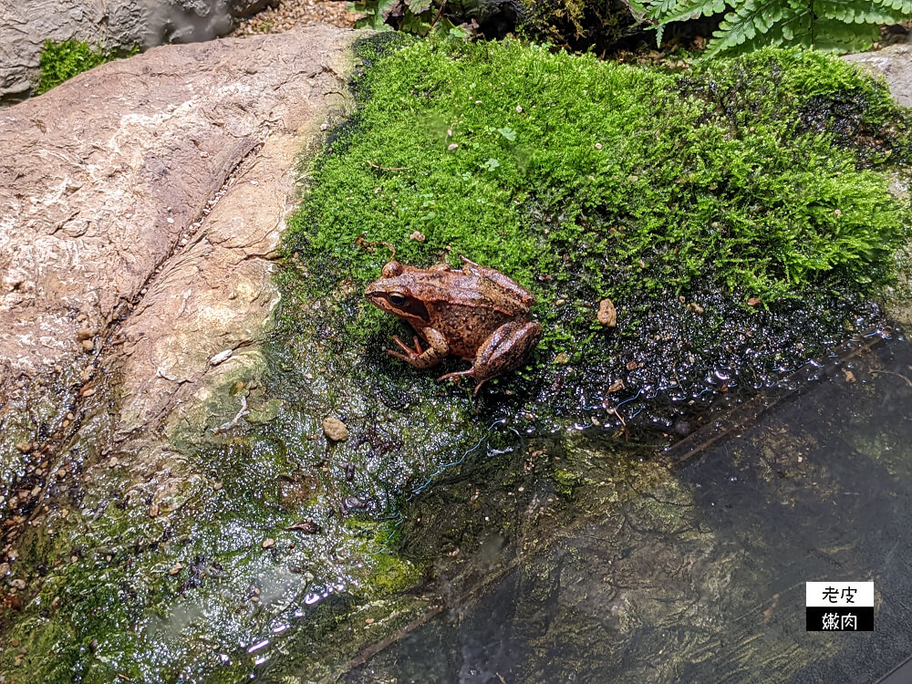 札幌親子景點推薦|札幌【圓山動物園】有北極熊 可愛浣熊 還有遊具可以玩 - 老皮嫩肉的流水帳生活