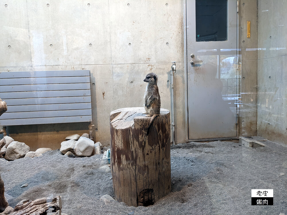 札幌親子景點推薦|札幌【圓山動物園】有北極熊 可愛浣熊 還有遊具可以玩 - 老皮嫩肉的流水帳生活