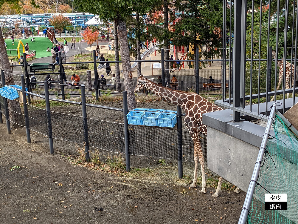 札幌親子景點推薦|札幌【圓山動物園】有北極熊 可愛浣熊 還有遊具可以玩 - 老皮嫩肉的流水帳生活