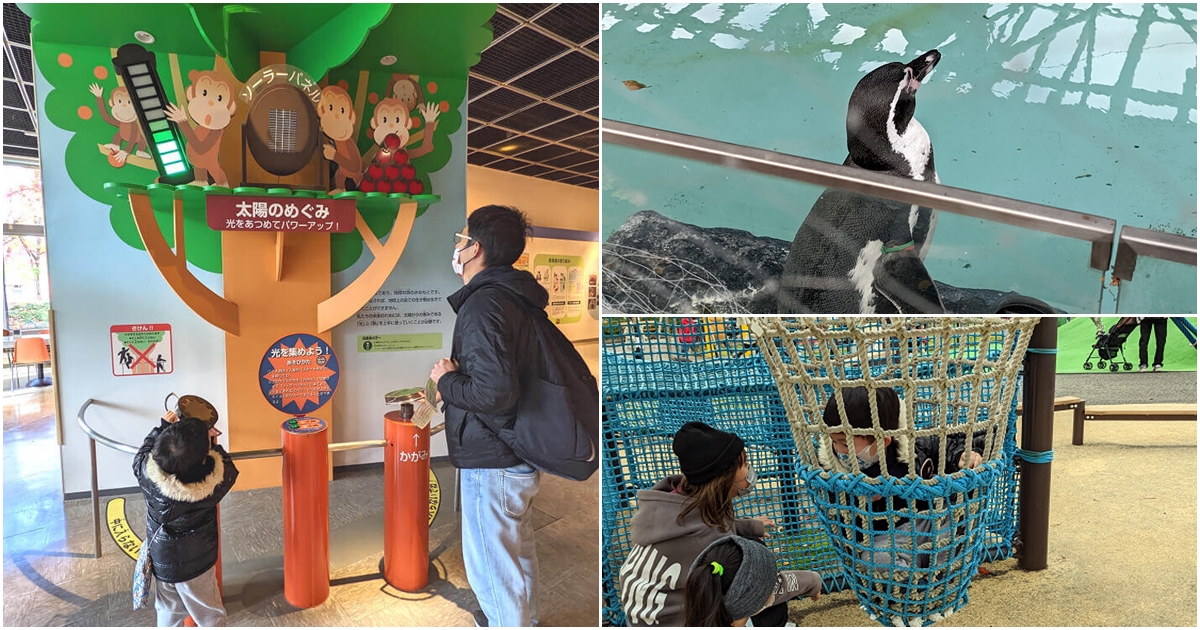 札幌親子景點推薦|札幌【圓山動物園】有北極熊 可愛浣熊 還有遊具可以玩 - 老皮嫩肉的流水帳生活