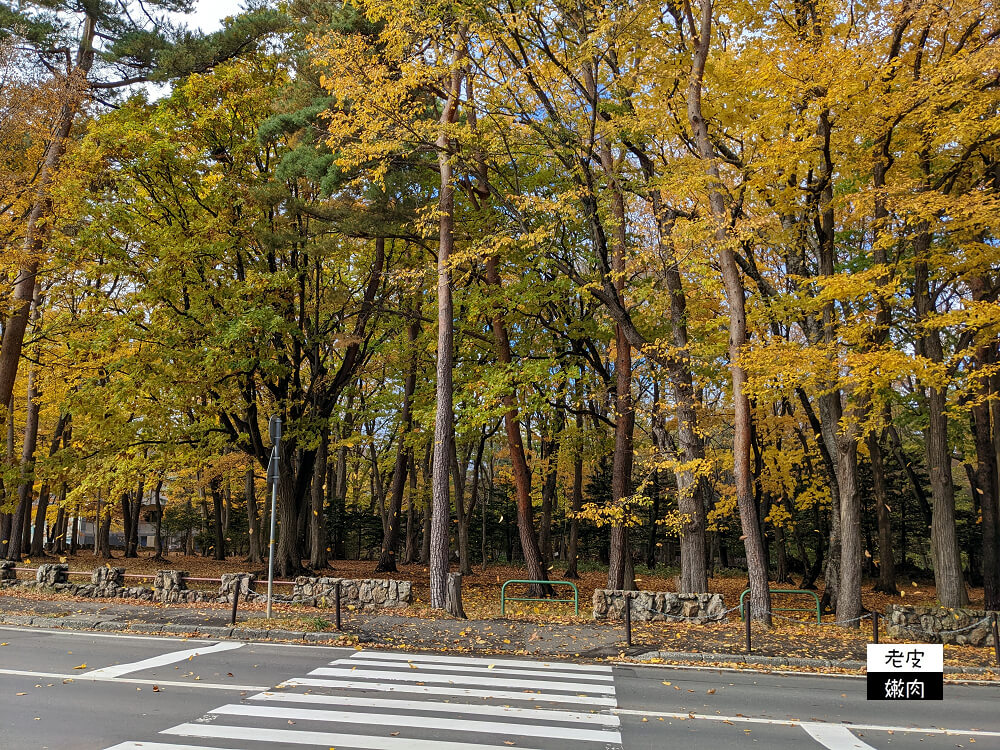 北海道札幌一日遊|【圓山公園】冬季櫻花 秋季楓紅 還有圓山動物園及北海道神宮 - 老皮嫩肉的流水帳生活