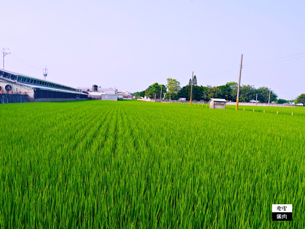 台灣奇蹟-立富畜牧場|採用先進飼養設備、環保高規格的養豬場 - 老皮嫩肉的流水帳生活