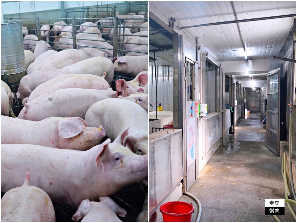 台灣奇蹟-立富畜牧場|採用先進飼養設備、環保高規格的養豬場 - 老皮嫩肉的流水帳生活