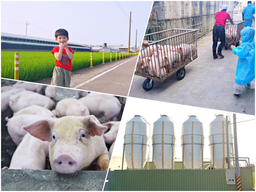 台灣奇蹟-立富畜牧場|採用先進飼養設備、環保高規格的養豬場 - 老皮嫩肉的流水帳生活