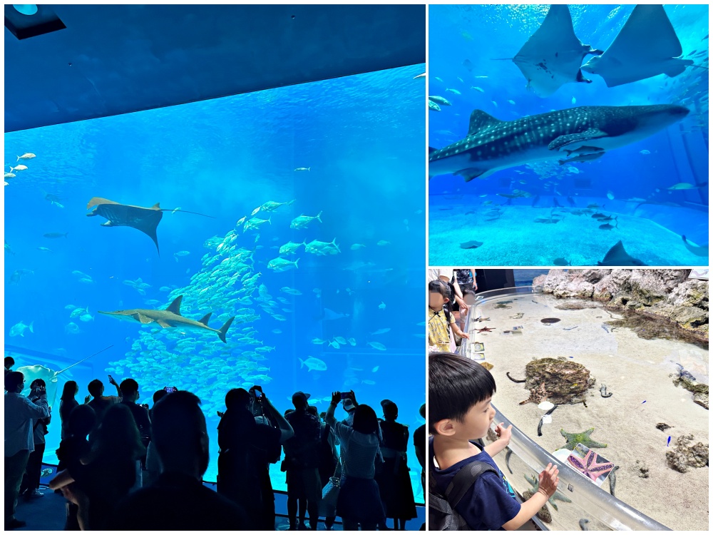 沖繩中北部一日遊行程-萬座毛、古宇利島、美麗海水族館看海豚秀 - 老皮嫩肉的流水帳生活