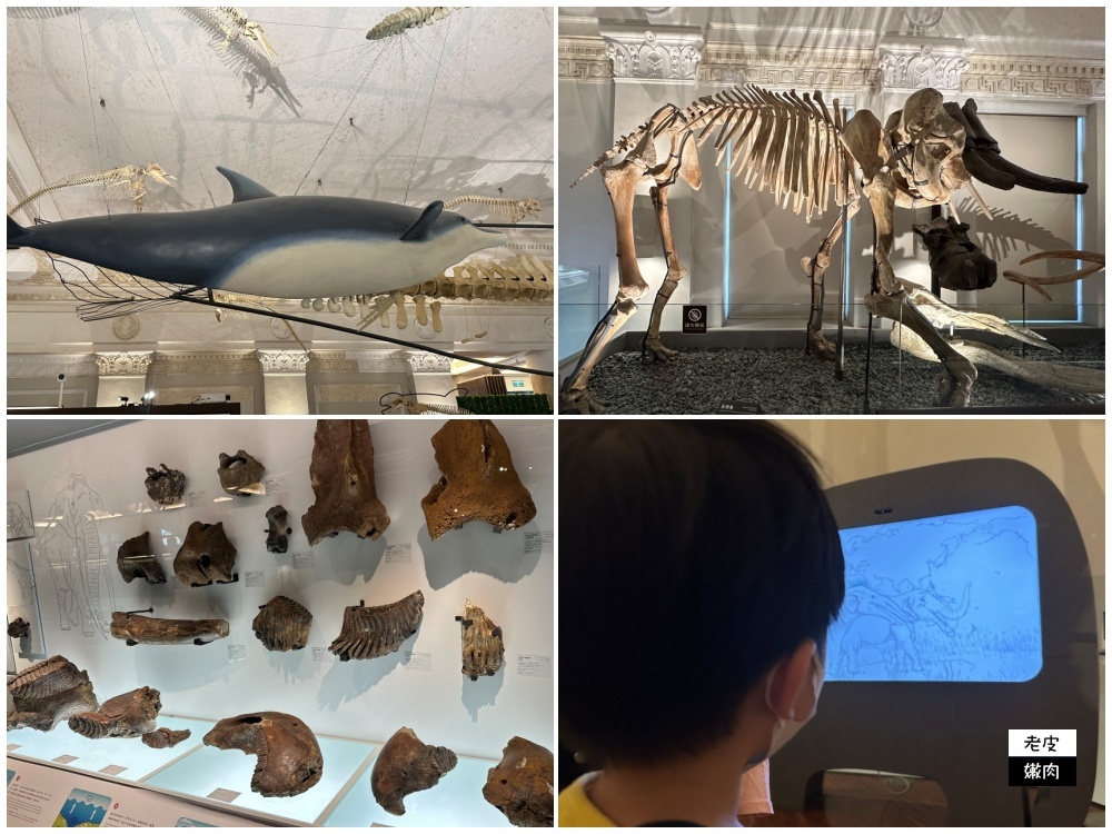 台北室內親子館-臺灣博物館古生物館|巨型恐龍加上超吸睛神秘金庫 - 老皮嫩肉的流水帳生活